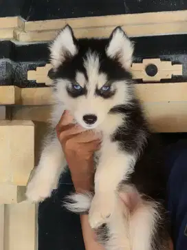 Siberian husky puppies
