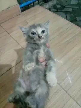 Lepas adopsi peranakan British short hair blue mix Persia himalaya