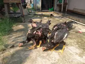 Ayam Bangkok Anakan Usia 3 Bulan