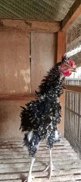 Ayam walik blorok