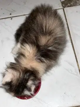 Kitten anggora usia 2 bulan
