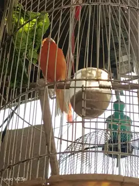 Burung Kenari Loper