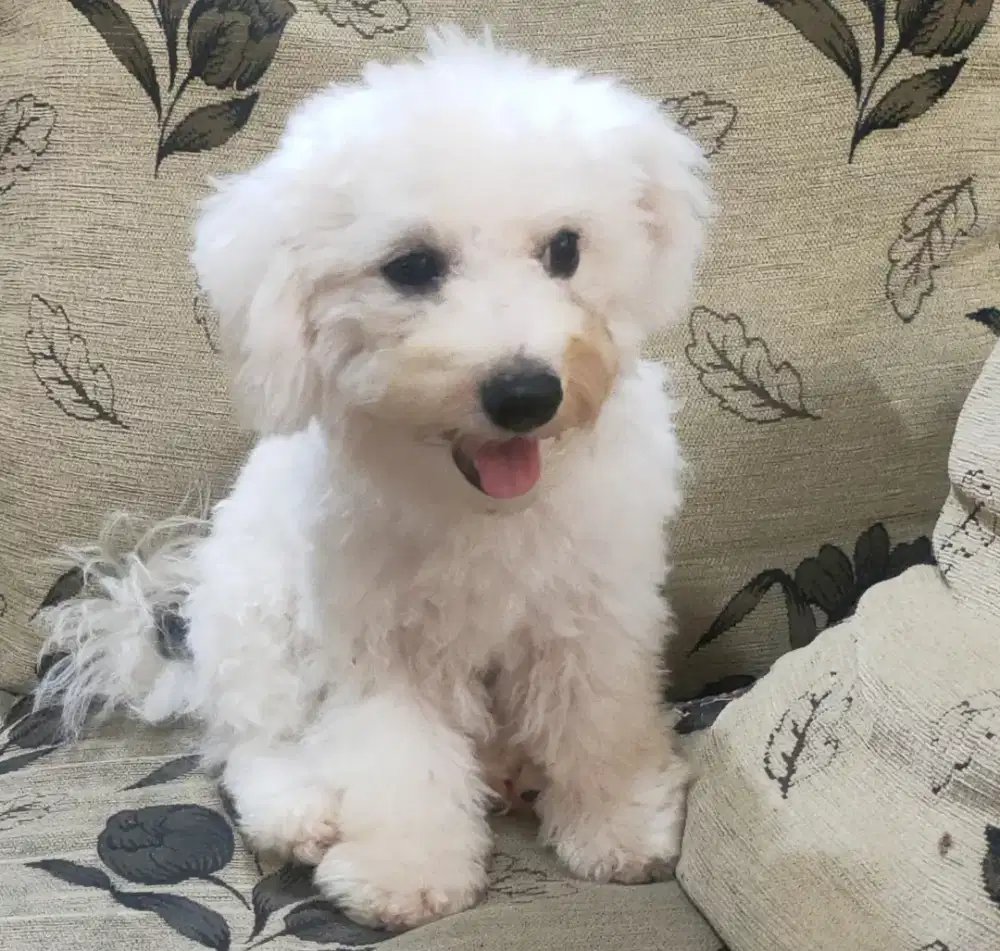 DI JUAL BICHON FRISE BETINA STAMBUM KUALITAS BAGUS