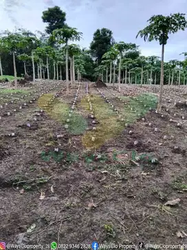 DIJUAL CEPAT TANAH PERKEBUNAN MENARIK DAERAH TALAWAAN, HARGA SANGAT MU