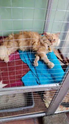 Kucing Ras Persia