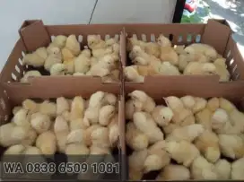 DOC ANAK AYAM BROILER SUPER  PEDAGING GARUT SIAP KIRIM