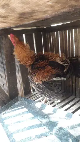 Ayam jago walik