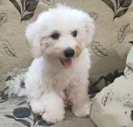 DI JUAl MURAH BICHON FRISE BETINA STAMBUM VAKSIN KUALITAS BAGUS
