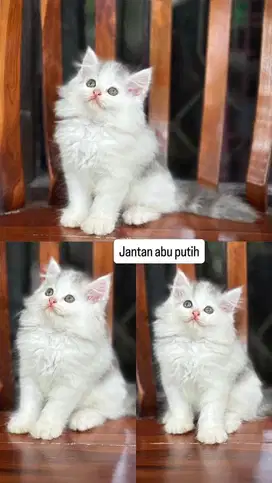 Kitten jantan abu putih
