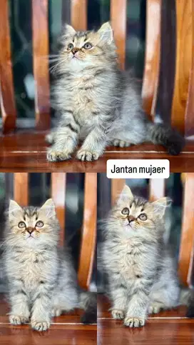 Kitten jantan mujaer