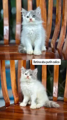 Kitten betina abu calico