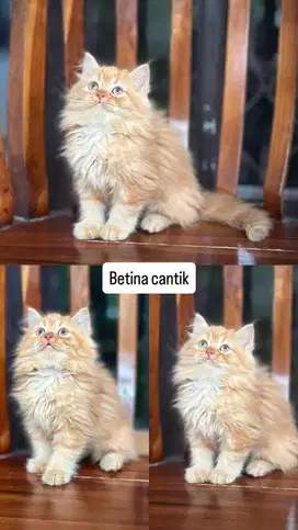 Kitten betina mix mainecoon