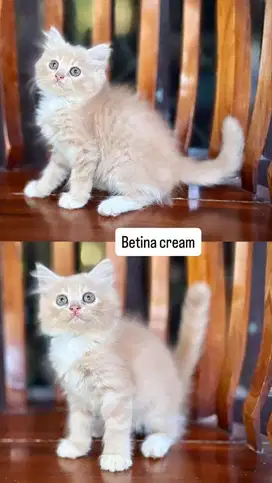 Kitten betina cream