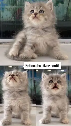Kitten abu silver cantik