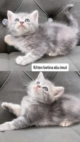 Kitten abu imut