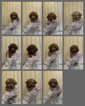 Toy poodle red lucu stambum