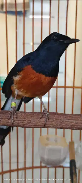 Murai batu gacor