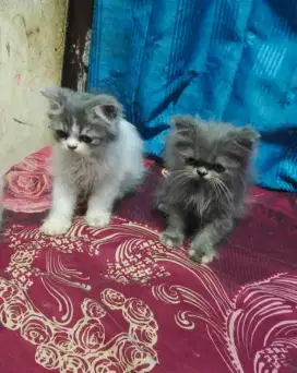 kitten persia betina 2bln borongan