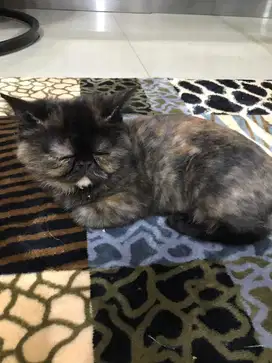 Ready adopts kucing exo calico jantan (3bln)