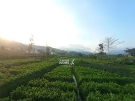 Dijual Tanah Kebun di Metro, Sisir Batu