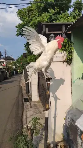 Ayam ketawa durasi panjang