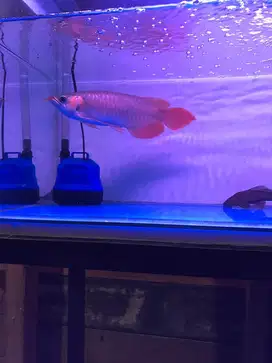Arwana super red