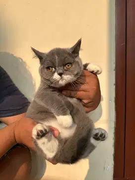 Jual Kitten British Shorthair Lucu Lucu