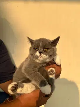 Jual Kitten British Shorthair Lucu Lucu