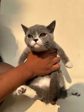 Jual Kitten British Shorthair Lucu Lucu