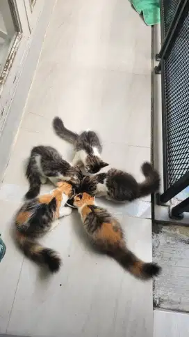 Open Book kitten Mainecoon