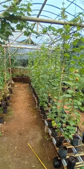 Jual bibit anggur (import)