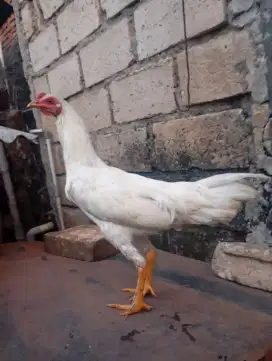 Ayam kampung putih jantan jago muda umur 5-6 bulan