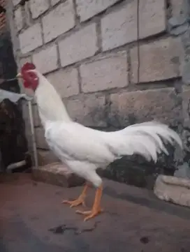 Ayam kampung putih jantan jago umur 7-8 bulan