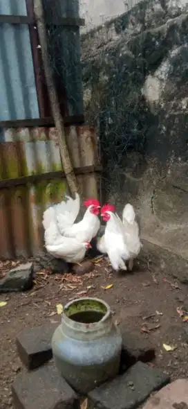 Jual Ayam Kate Putih