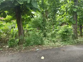 Tanah murah dekat RS Queen Latifa Kulonprogo