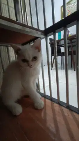 OPEN ADOPS KUCING PERSIAN