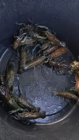 Bibit lobster air tawar