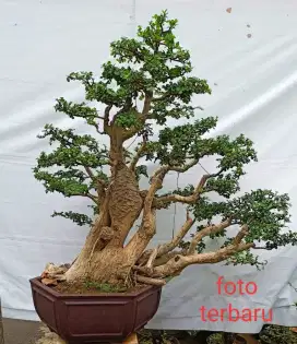 Bonsai Serut  (Streblus asper)