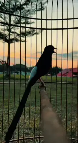 Burung murai medan gacor