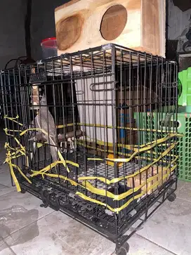 Kandang kucing/ burung