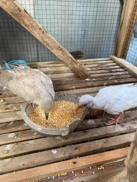 Burung puter ada 2