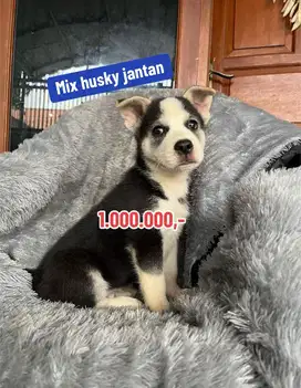 Puppies / anjing mix husky (jantan)