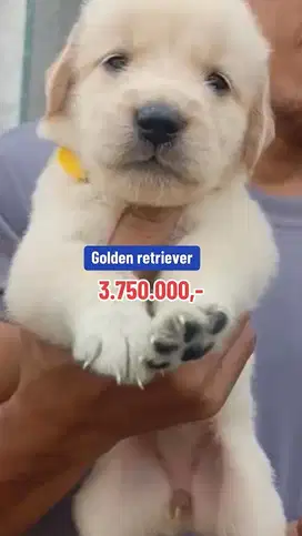 Puppies / anjing golden retriever cute