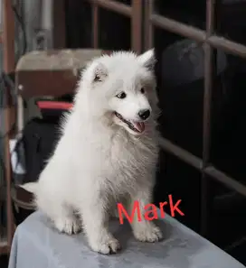 Puppies / anjing samoyed bigbone high quality