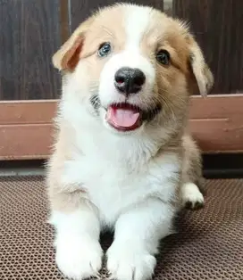 Puppies / anjing welsh corgi jantan