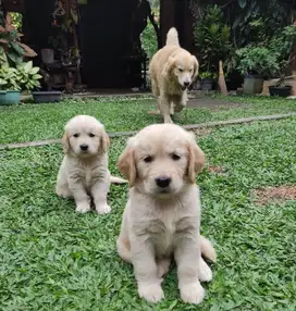 Puppies / anjing golden bigbone