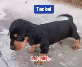 Puppies / aniing teckel dachshund cute