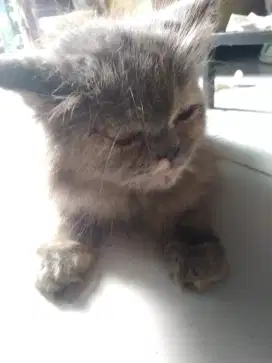 Persia peaknose
