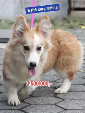 Puppies / anjing remaja welsh corgi betina sable
