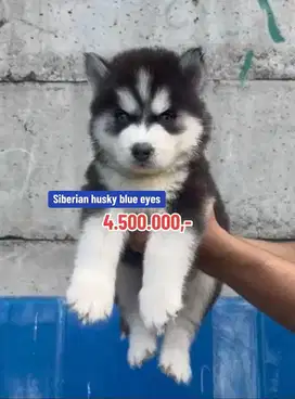 Puppies / siberian husky blue eyes